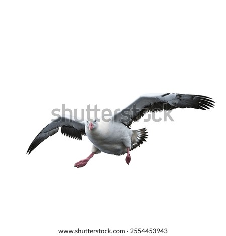 Similar – Image, Stock Photo petrel Landscape Water Sky