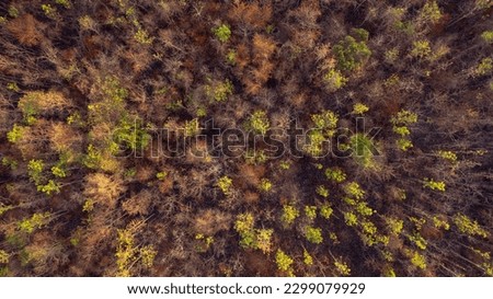 Similar – Image, Stock Photo Forest after fire in Brandenburg X