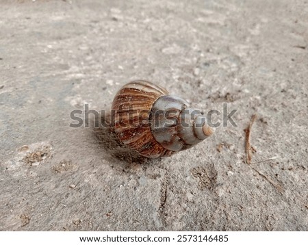 Similar – Image, Stock Photo Snail house pattern.