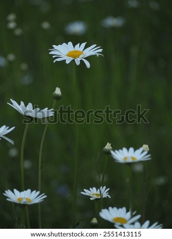 Similar – Image, Stock Photo blooming margarite meadow in front of a blue sky with delicate clouds from the frog’s perspective