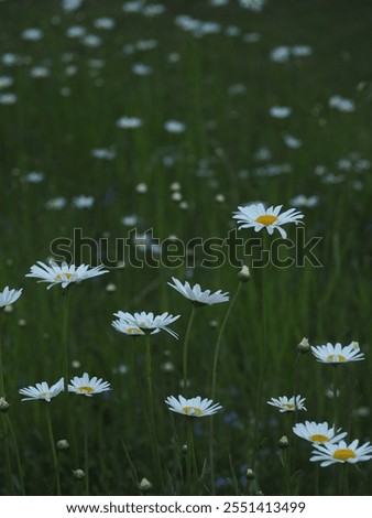 Similar – Image, Stock Photo blooming margarite meadow in front of a blue sky with delicate clouds from the frog’s perspective