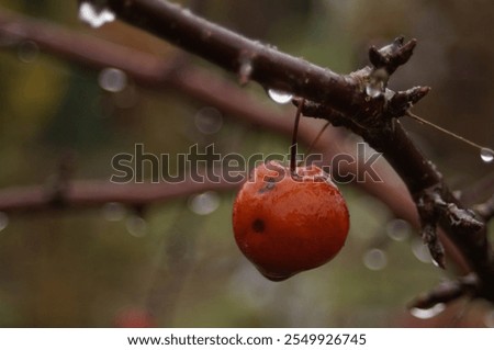 Similar – Image, Stock Photo the last apple on the lawn