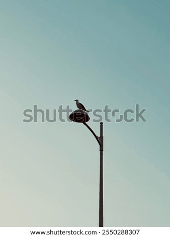 Similar – Image, Stock Photo Seagulls sitting in even rows on tree stumps