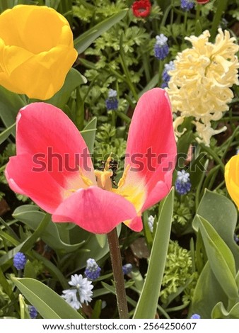 Similar – Image, Stock Photo bee perspective tulips
