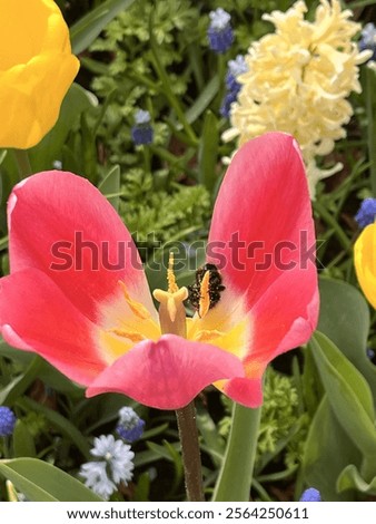 Similar – Image, Stock Photo bee perspective tulips
