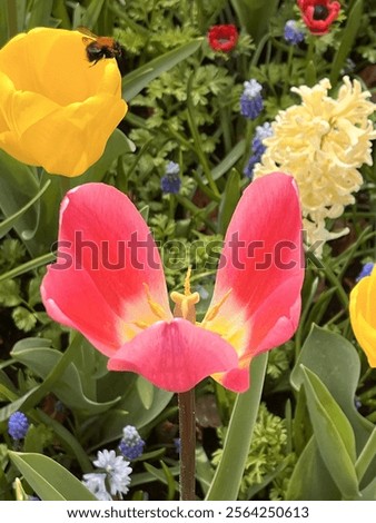 Image, Stock Photo bee perspective tulips