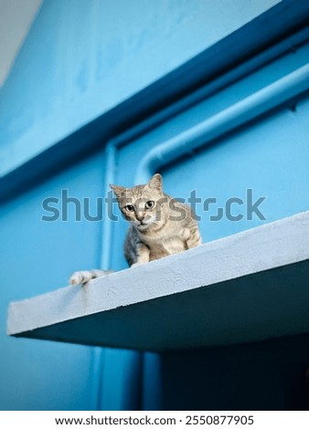 Similar – Foto Bild blau getigerte Katze umgeben von bunten Herbstblättern Porträt mit Kopie Raum