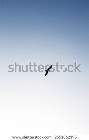 Image, Stock Photo Seagulls flying over my head in Berlin