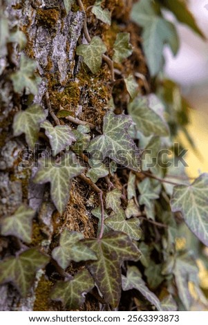 Similar – Image, Stock Photo Ivy climbs up tree trunk