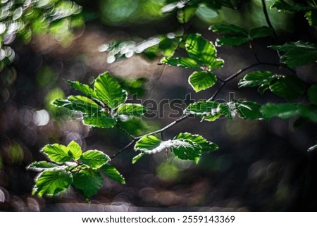 Similar – Image, Stock Photo Backlight shot at the old Rhine