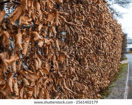 Similar – Image, Stock Photo autumn beech hedge in the park