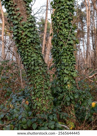 Similar – Image, Stock Photo Ivy climbs up tree trunk