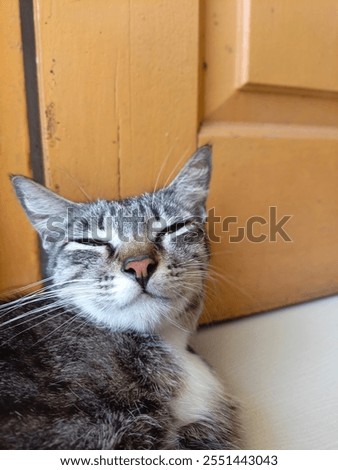 Similar – Image, Stock Photo When even cats no longer take the most direct route.