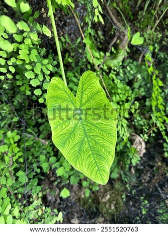 Similar – Image, Stock Photo Somewhere Nature Meadow