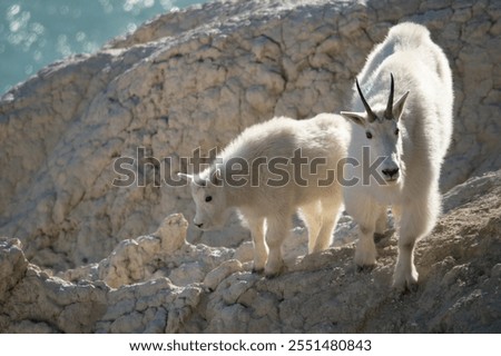 Similar – Foto Bild Ziege im Nationalpark Picos de Europa