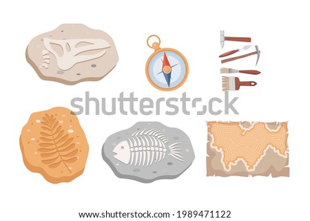 Fossil fish and dinosaurs skeletons and plants, compass, map, and archeology tools vector flat illustration isolated on white background. Stone sections with bones and prehistoric herbs.