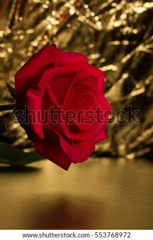Red Rose Photo stock © 