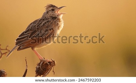 Similar – Image, Stock Photo A little bird on the spiked fence