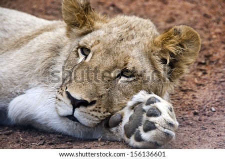Young lion lying on paw
