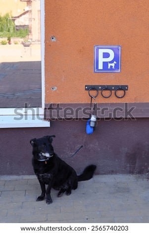 Similar – Image, Stock Photo Calm spotted dog sitting and looking up