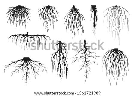 Tree roots silhouettes isolated on white, vector set of taproot and fibrous root systems of various plants, realistic black roots illustrations