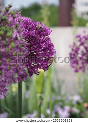 Similar – Foto Bild Lila Lauchblüten auf grüner Wiese vor der Bucht eines Sees in der Sonne