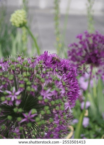 Similar – Foto Bild Lila Lauchblüten auf grüner Wiese vor der Bucht eines Sees in der Sonne