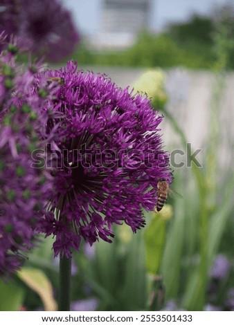 Similar – Foto Bild Lila Lauchblüten auf grüner Wiese vor der Bucht eines Sees in der Sonne