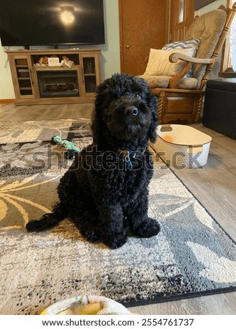 Similar – Image, Stock Photo Cute black puppy sitting in street