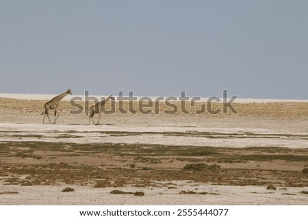 Similar – Foto Bild Zwei Giraffen im Etoscha-Nationalpark, Namibia