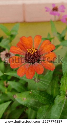 Foto Bild Leicht verblühte orange Blüte