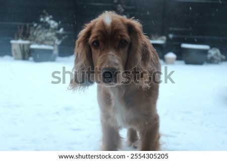 Similar – Image, Stock Photo First Snowfall Animal