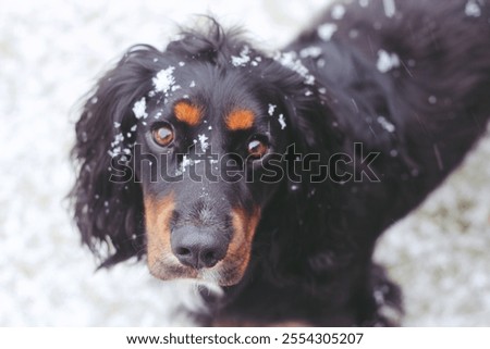 Similar – Image, Stock Photo First Snowfall Animal