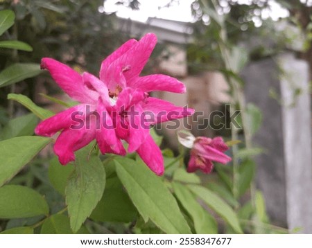 Similar – Image, Stock Photo Almost withered pink flower of a hydrangea with a fine frost edge. Close-up with shallow depth of field and plenty of room for text.