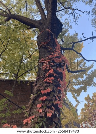 Similar – Image, Stock Photo Ivy climbs up tree trunk