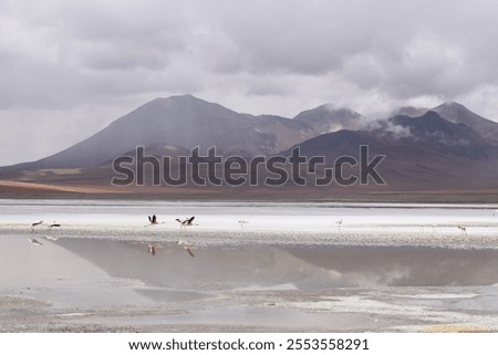 Similar – Foto Bild Flamingos überfliegen den Salar de Atacama