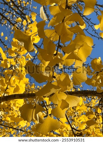 Similar – Image, Stock Photo and above me the sky…