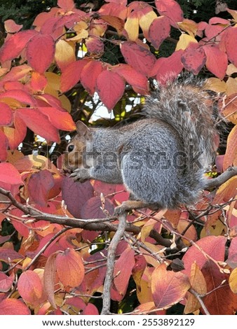 Similar – Foto Bild Eichhörnchen auf Baum im Park