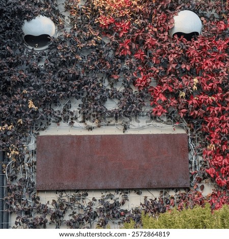 Similar – Foto Bild Efeu rankt an einer Mauer um eine freie Stelle empor