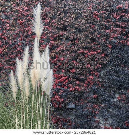 Similar – Foto Bild Efeu rankt an einer Mauer um eine freie Stelle empor