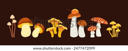 Set of forest mushrooms isolated on dark background. Edible and poisonous mushroom fly mushroom. Flat vector illustration