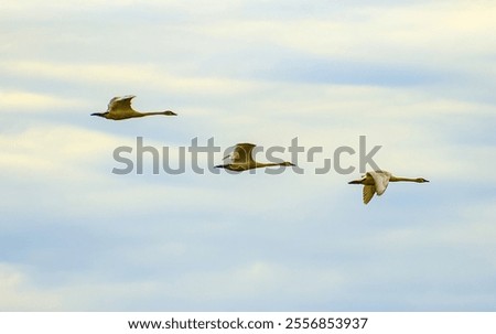 Similar – Foto Bild Ein Schwan fliegt elegant durch die Lüfte