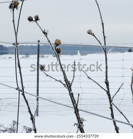 Similar – Image, Stock Photo Snowy farmland against frosted forest at horizon under blue sky with white fluffy clouds