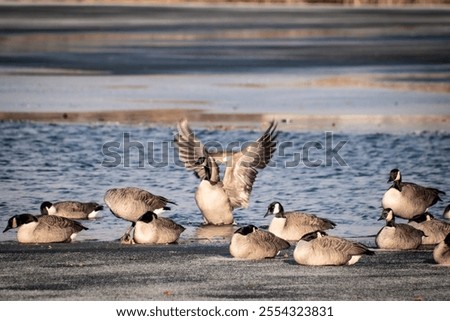 Similar – Image, Stock Photo frozen lake with water level indicator