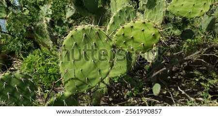 Image, Stock Photo Cactus spines close up