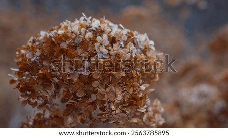 Image, Stock Photo dried up brown inflorescences with glittering snow hood and closed snow cover in the background