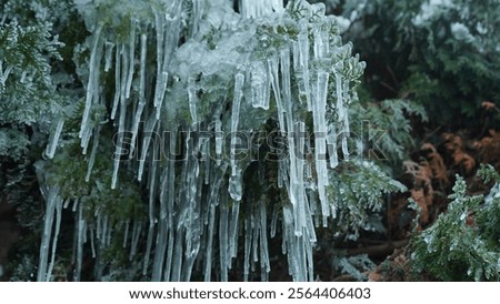 Similar – Foto Bild Wintersträucher Wald