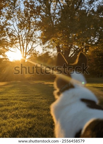 Similar – Foto Bild Hund beobachtet Sonnenuntergang auf dem Land