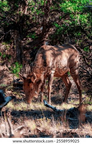 Similar – Image, Stock Photo Wild deer grazing in forest