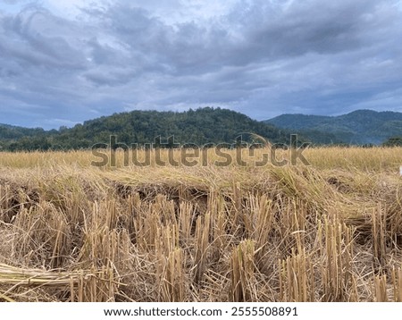 Similar – Image, Stock Photo nice evening in countryside